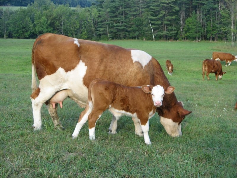 Проблемы отечественного генофонда молочных пород скота и качества продукции
