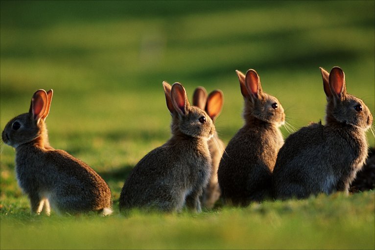 Кролиководство крупных масштабов
