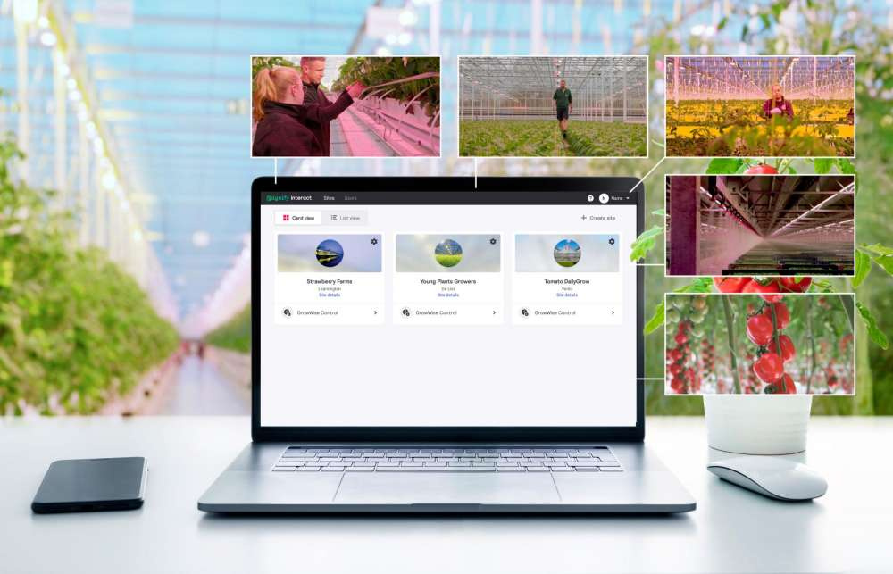 Signify обновила систему управления тепличным освещением Philips GrowWise