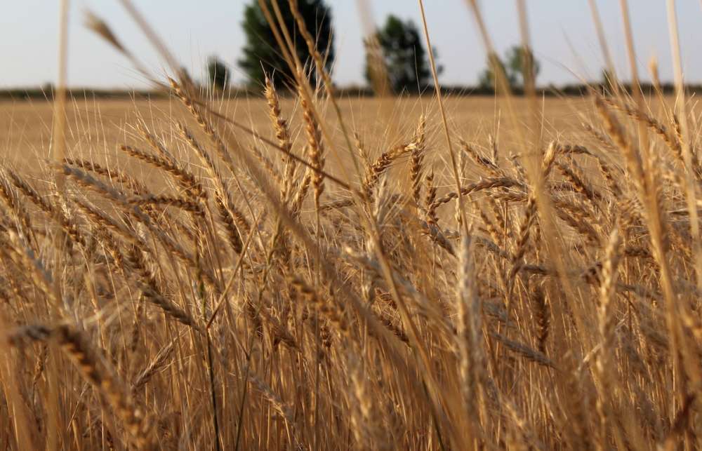 Казахстанская пшеница получила преимущества из-за российских экспортных пошлин