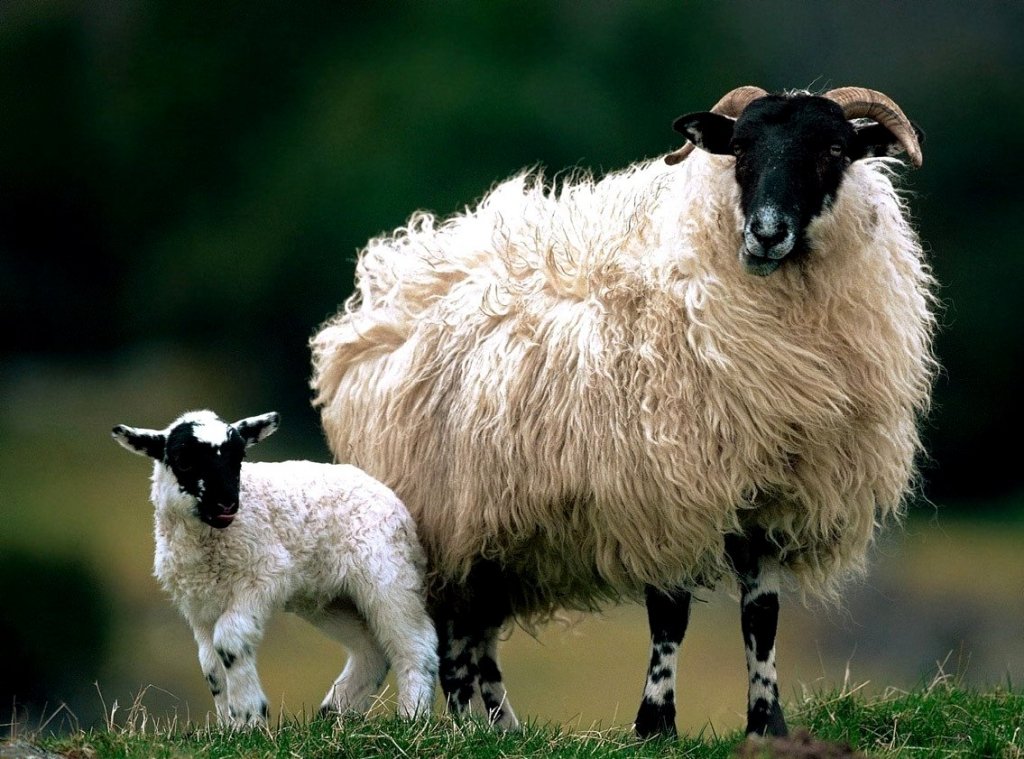 Ставка на овцеводство