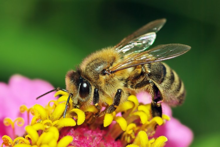 Падеж пчел