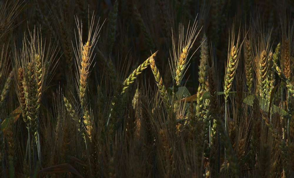 Пшеница и ячмень могут поставляться в Китай со всей территории России