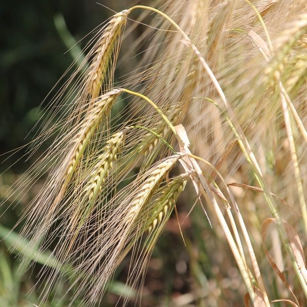 Оценка технологий возделывания зерновых культур