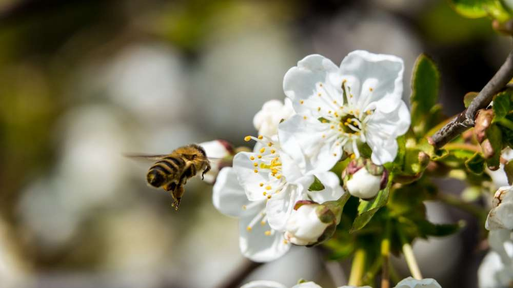 Пчелы вносят органический фунгицид на растения во время опыления