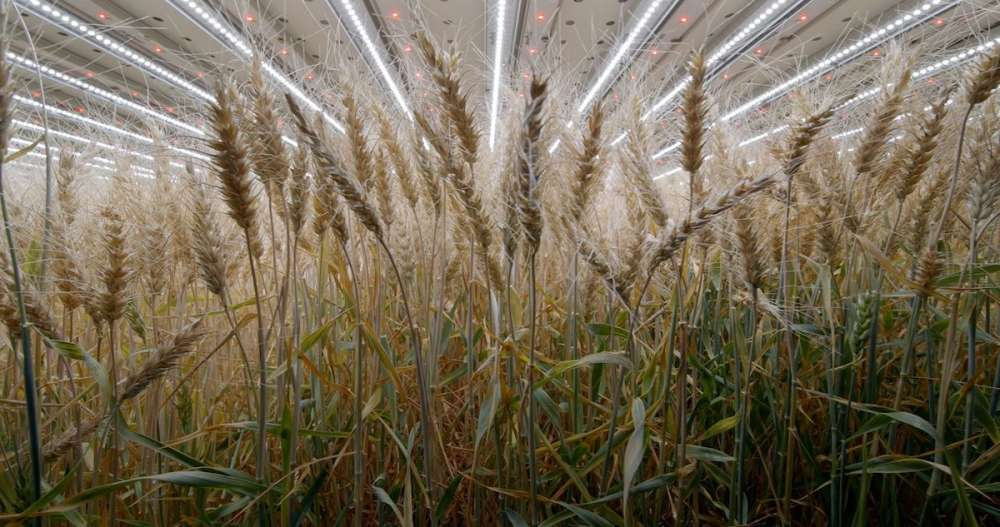 Урожайность пшеницы на вертикальных фермах превышает 1000 ц/га