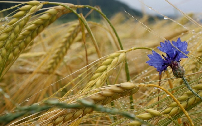 Интервенционные торги пшеницы