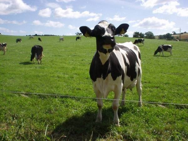 Минфин одобрил увеличение сроков инвесткредитов для молочного животноводства