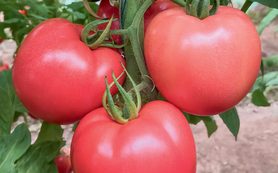 Превзойти стандарты — розовоплодные гибриды томатов Приднестровского НИИ сельского хозяйства