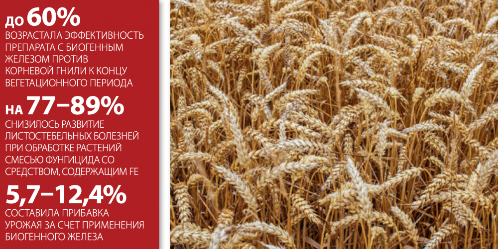 Драгоценные частицы — применение микроэлементных частиц на яровой пшенице 