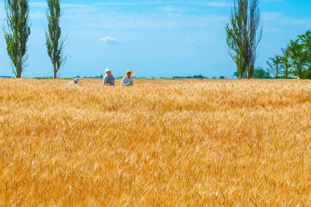 В Украине ожидаются рекордные урожай и экспорт зерна