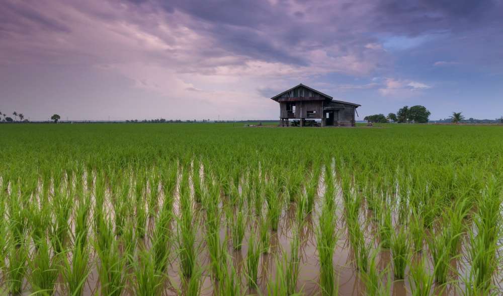 В РФ в 2021 году ожидается рост цен на рис