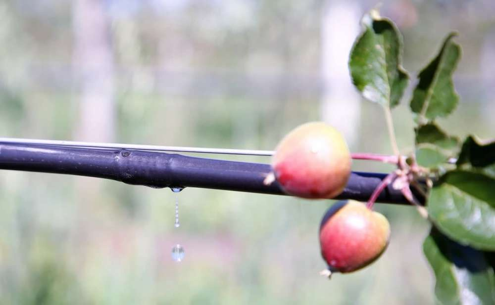 Агроном-Сад автоматизирует полив яблонь на участке площадью 400 га