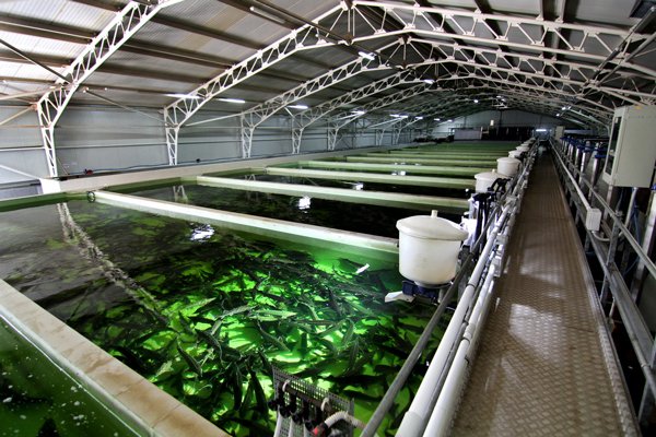 Закон о господдержке сельского хозяйства дополнен положениями о товарном рыбоводстве