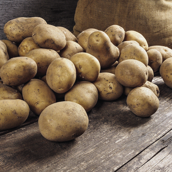 Скрытые резервы: потенциал новых российских сортов картофеля