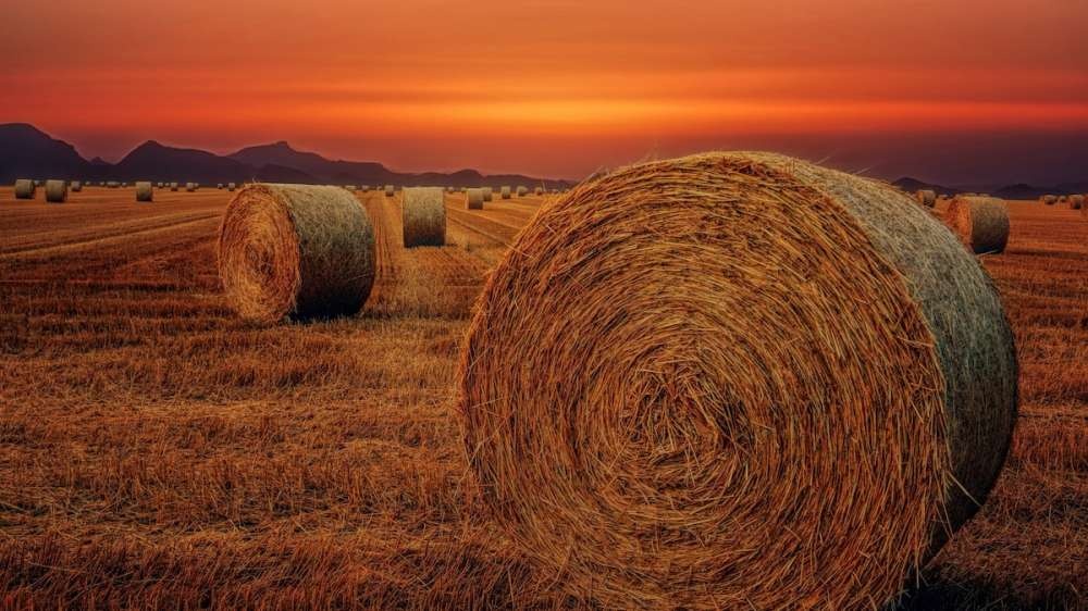 В Казахстане принят закон о запрете продажи сельхозземель иностранцам
