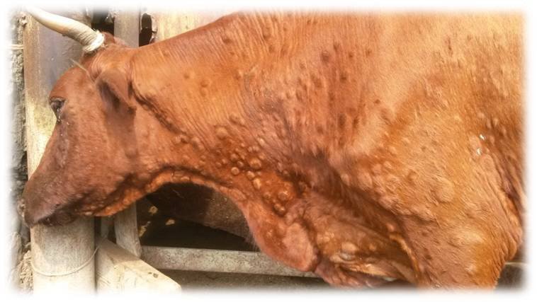 20 очагов африканской чумы свиней и более 100 очагов нодулярного дерматита зарегистрировано в России за прошлую неделю