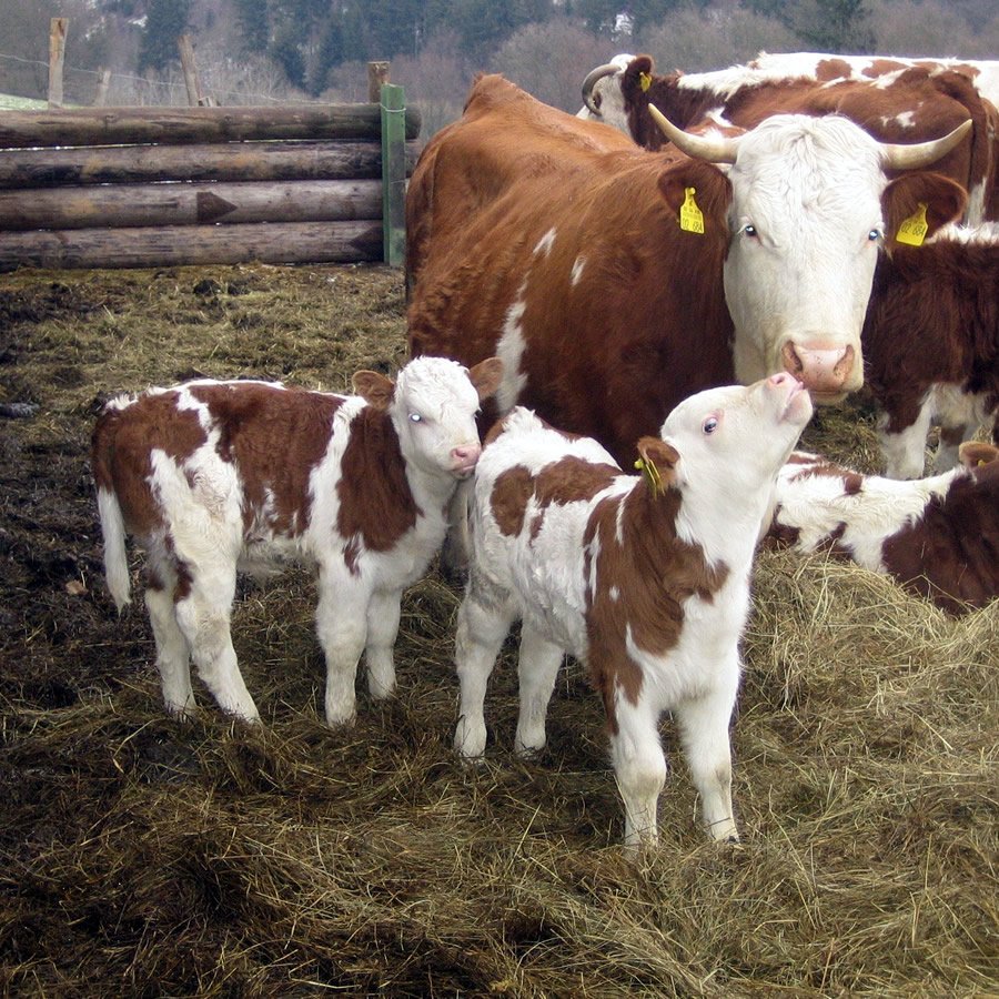 Эффективность разных способов проведения отела коров и содержания телят в период выращивания