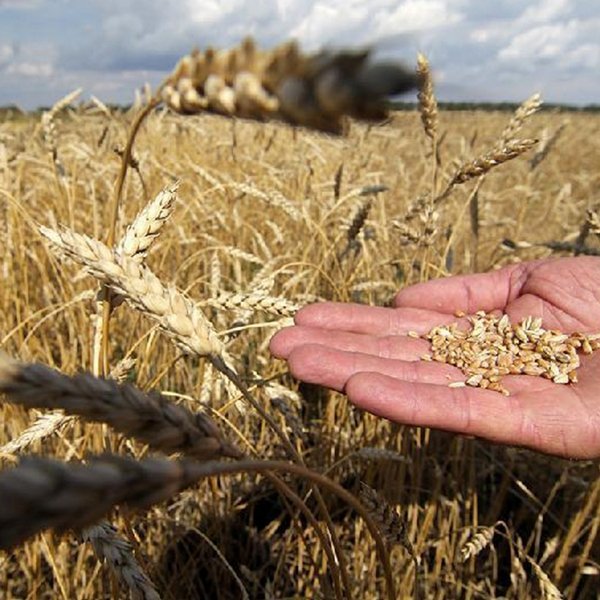 Исследования Курской ГСХА: Повышение клейковины озимой пшеницы за счет применения биоперапаратов