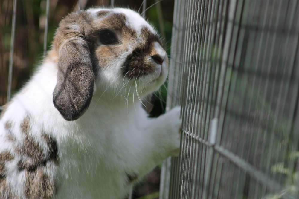 Ветеринарные правила содержания кроликов — проект вынесен на публичное обсуждение