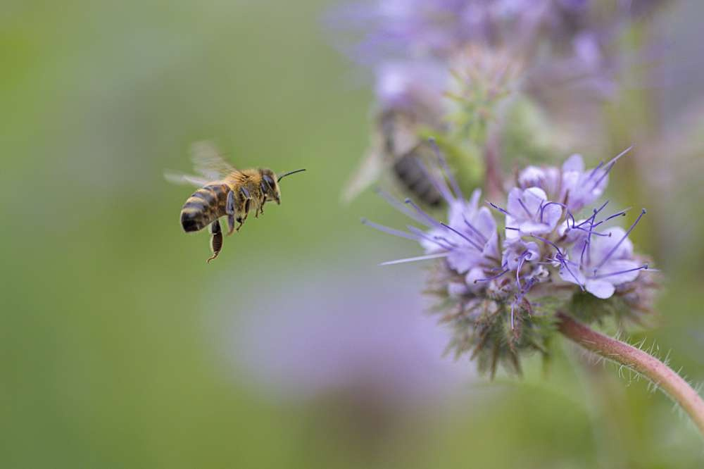 Пестициды не являются главной причиной смерти пчел