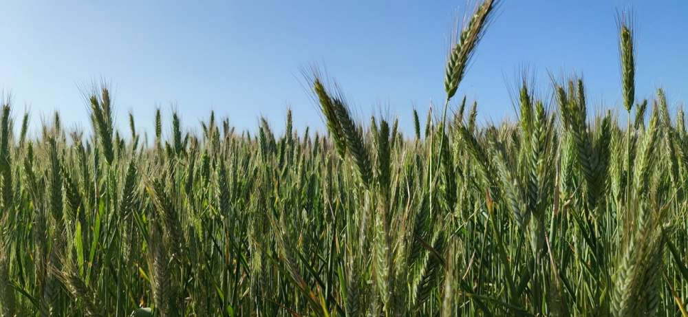 Пошлина на экспорт пшеницы из РФ с 17 июня составит $33,3 за тонну