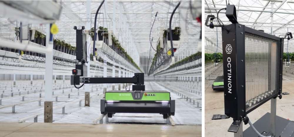 Роботы с ультрафиолетом решают проблемы производителей клубники