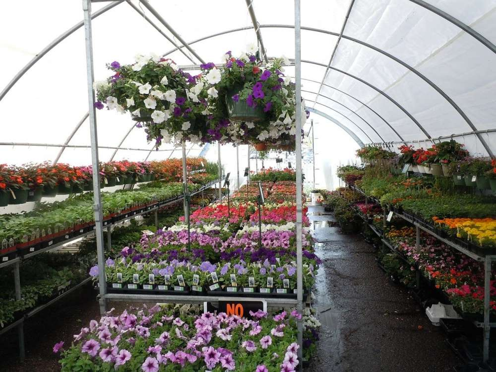 Цены на цветы в преддверии праздников могут подняться на 10-12%
