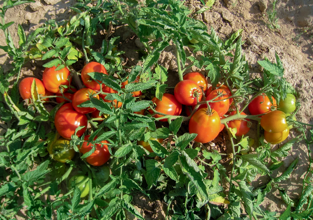 Акцент на вкус — томаты для открытого грунта Нечерноземья и северных регионов