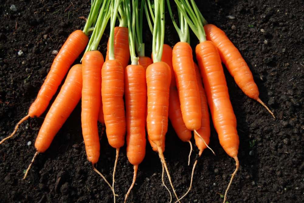 Морковь столовая: сортоиспытание 14 образцов отечественной селекции 