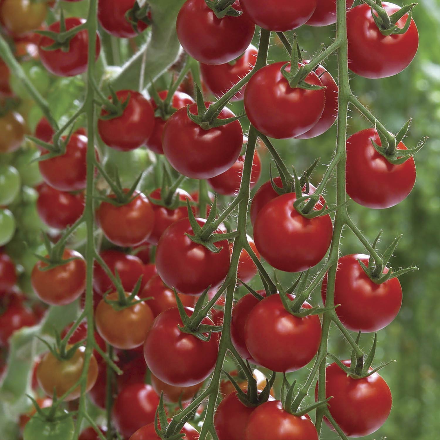 Коктейльные томаты: достоинства и особенности