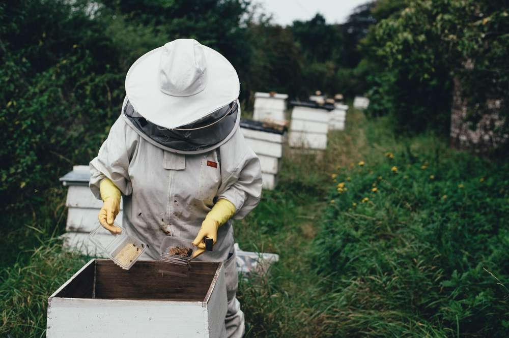 Вакцина для пчел от американского гнильца выходит на рынок