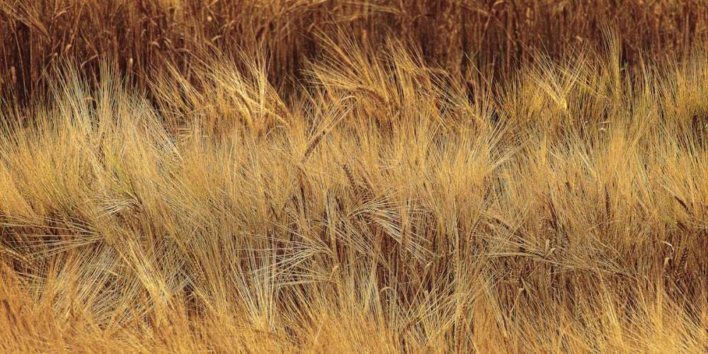 Россия является одним из мировых лидеров по экспорту пшеничного глютена