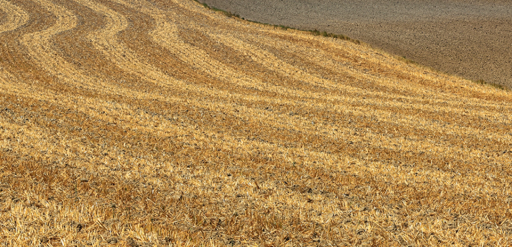 Накопление влаги и обработка почвы для сокращения последствий засухи — Тамбовский НИИСХ