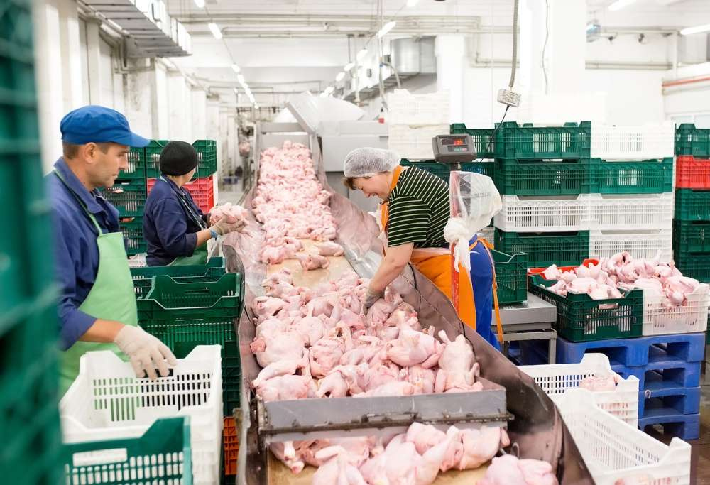 Россия вышла на второе место по экспорту мяса птицы в Китай