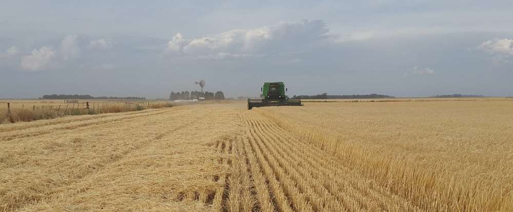 Урожай пшеницы в Аргентине будет худшим за последние 7 лет
