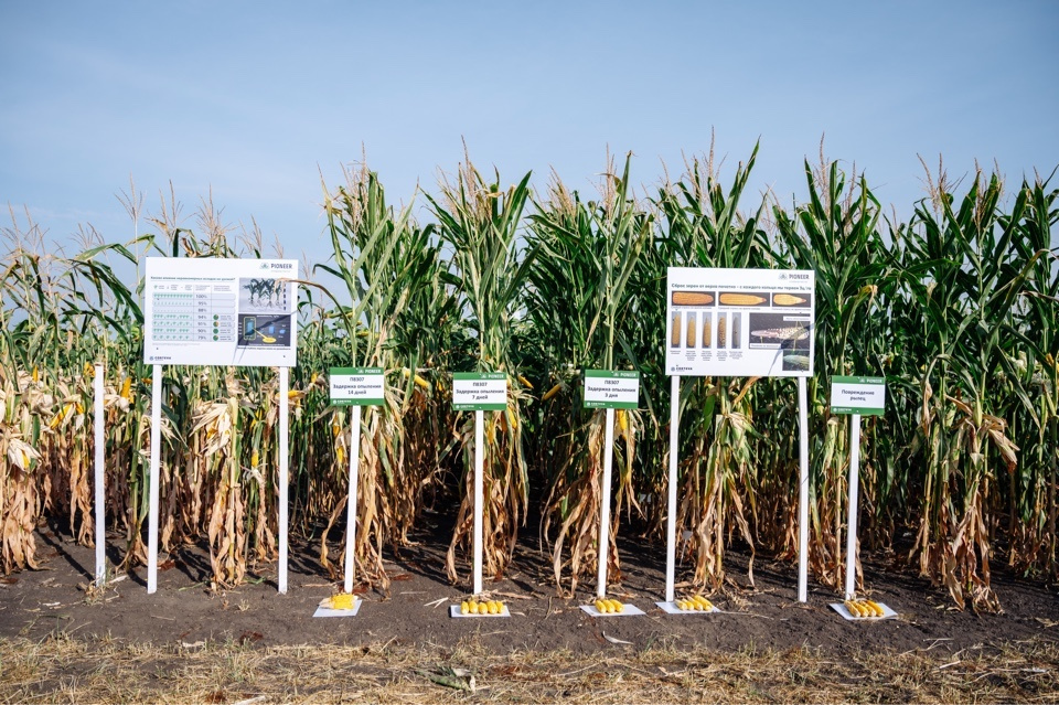 Corteva Agriscience обучит аграриев региона Волга-Урал возделыванию кукурузы и подсолнечника по технологии No-till