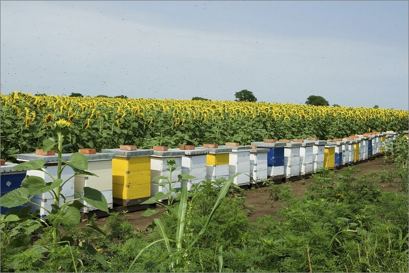 Инвестиции в пчеловодство