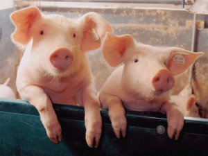 Цены на бразильскую свинину не остались без внимания