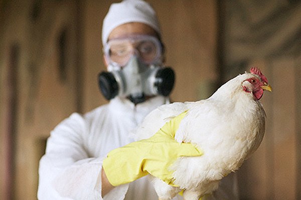 Эпизоотическая ситуация по гриппу птиц от ФГБУ «ВНИИЗЖ»
