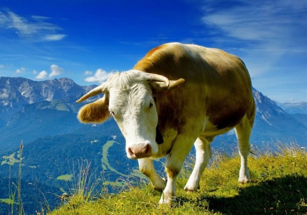 На Сахалин привезут 500 племенных коров из штата Айдахо