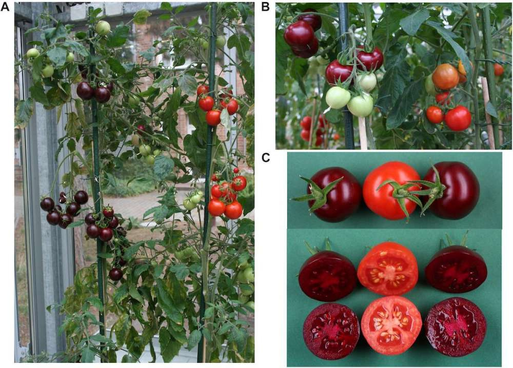 Ученые вывели фиолетовые помидоры с высоким содержанием бетанина