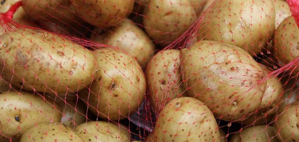 Биосенсоры обнаруживают невидимую гниль в картофеле