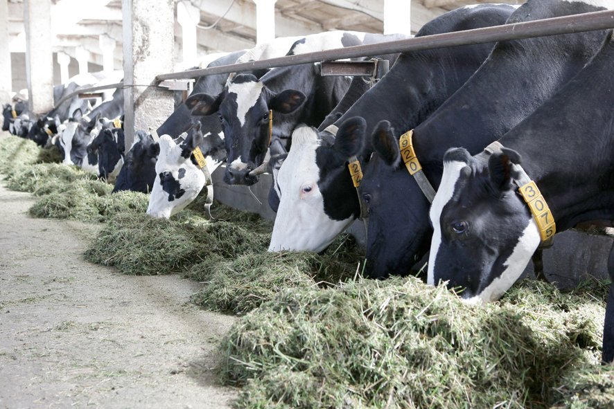Использование пробиотика в рационе коров при производстве говядины