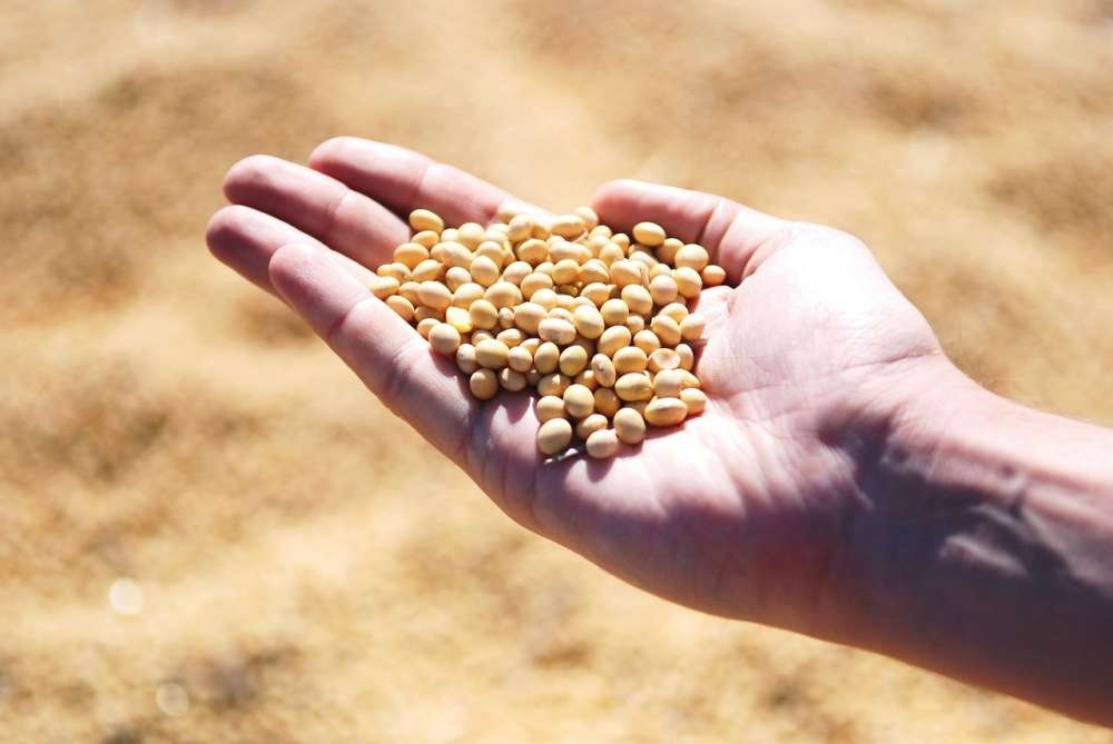 Правительство направит 4,8 млрд рублей на стимулирование производства масличных культур