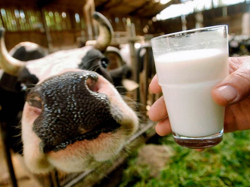 Увеличение объема производства молока: как решить эту задачу?