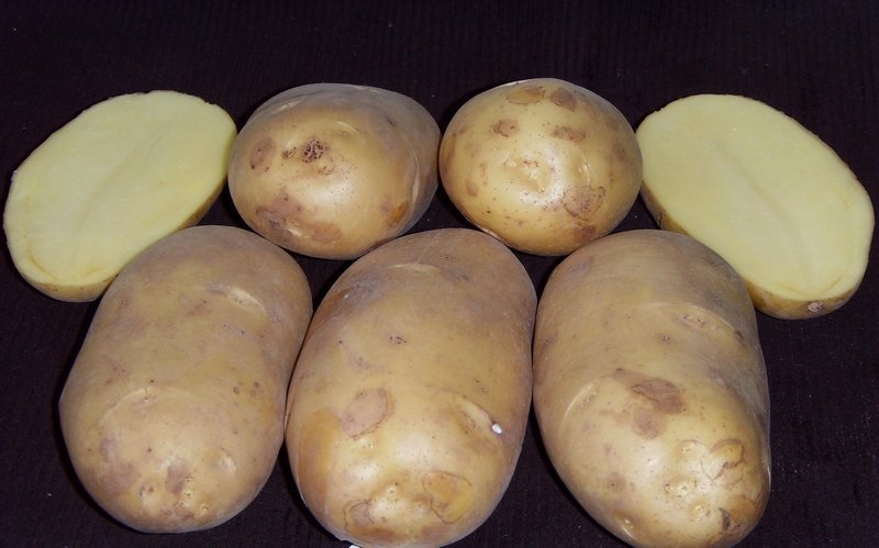 Ультраранний сорт картофеля "Чароит": картофельный прорыв