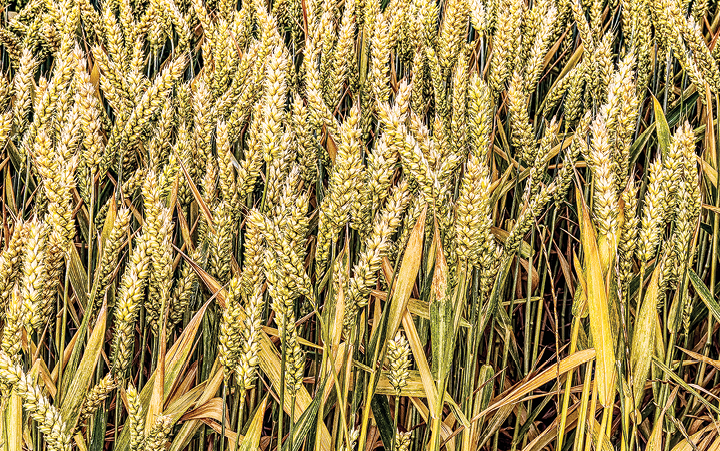 Целевой отбор — качества зерна новых сортов яровой пшеницы из селекционных питомников Дальнего Востока