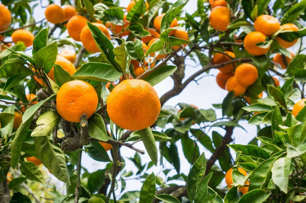 Импорт мандаринов из Египта снизился