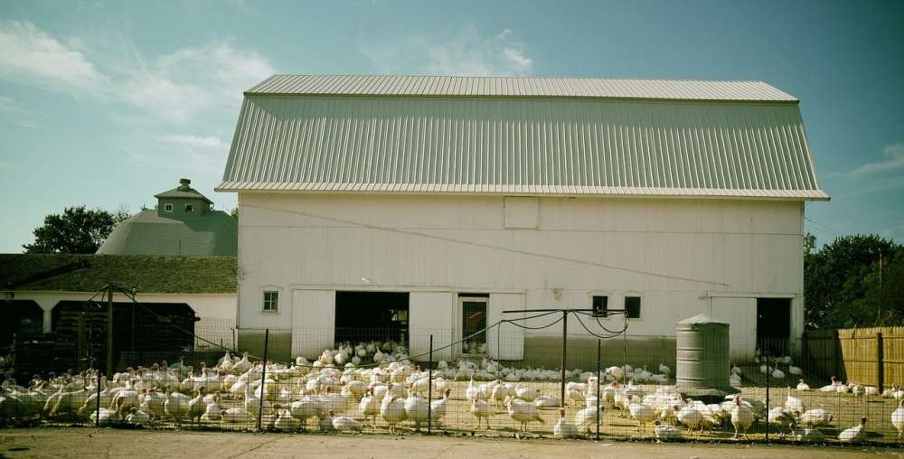 В 2022 году птичий грипп уничтожил более 50 млн птиц в США